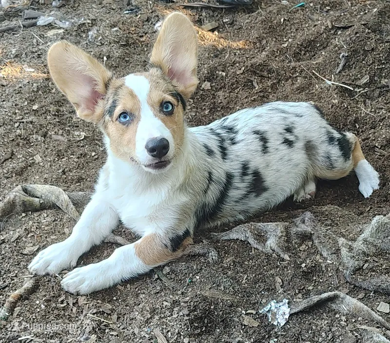 Female  – Cardigan Welsh Corgi, Pembroke Welsh Corgi puppy for sale in Sapulpa, OK