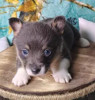 Female 1 AKC , a female Pembroke Welsh Corgi for sale in Tulsa, OK – Photo 5 of 8