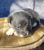 Female 1 AKC , a female Pembroke Welsh Corgi for sale in Tulsa, OK – Photo 2 of 8