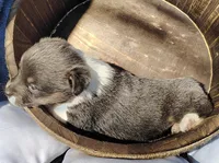 Female 1 AKC , a female Pembroke Welsh Corgi for sale in Tulsa, OK – Photo 4 of 8