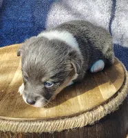 Female 1 AKC , a female Pembroke Welsh Corgi for sale in Tulsa, OK – Photo 3 of 8