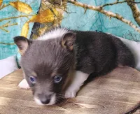 Female 1 AKC , a female Pembroke Welsh Corgi for sale in Tulsa, OK – Photo 6 of 8