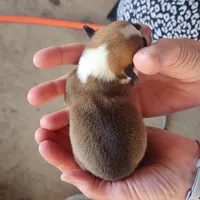 AKC Male 2, a female Pembroke Welsh Corgi for sale in Joplin, MO – Photo 2 of 2