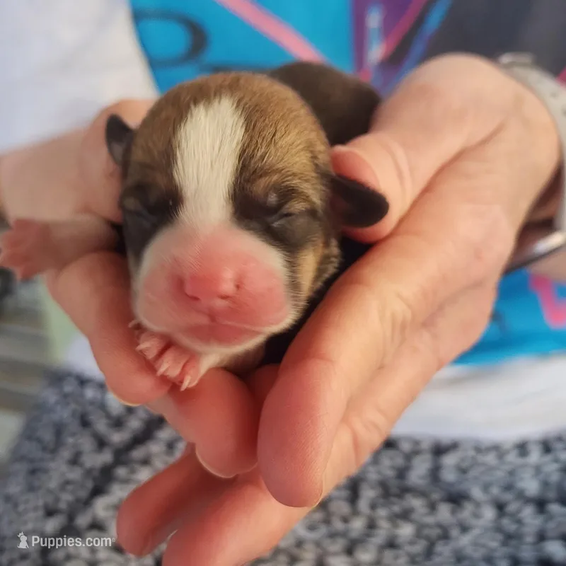 AKC Male 2 – Pembroke Welsh Corgi puppy for sale in Joplin, MO