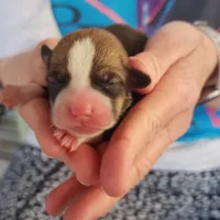 AKC Male 2, a female Pembroke Welsh Corgi for sale in Joplin, MO – Photo 1 of 2