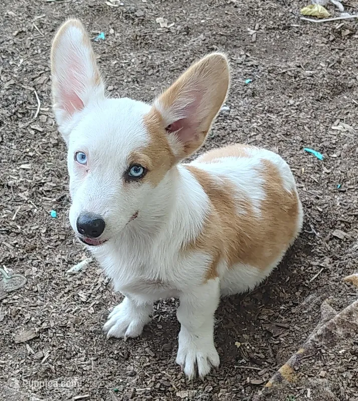 Female  – Cardigan Welsh Corgi, Pembroke Welsh Corgi puppy for sale in Sapulpa, OK