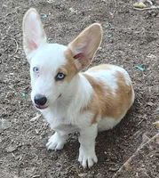 Female , a female Cardigan Welsh Corgi and Pembroke Welsh Corgi for sale in Sapulpa, OK – 1 of 1