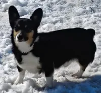 Honey- AKC , a female Pembroke Welsh Corgi for sale in Joplin, MO – Photo 2 of 5