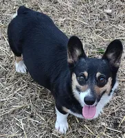 Honey- AKC , a female Pembroke Welsh Corgi for sale in Joplin, MO – Photo 3 of 5