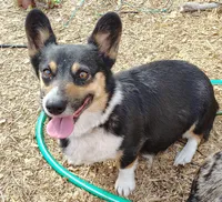 Honey- AKC , a female Pembroke Welsh Corgi for sale in Joplin, MO – Photo 4 of 5