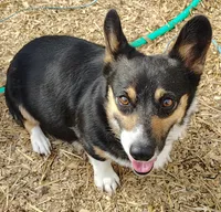 Honey- AKC , a female Pembroke Welsh Corgi for sale in Joplin, MO – Photo 5 of 5