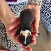 AKC female 3, a female Pembroke Welsh Corgi for sale in Joplin, MO – Photo 2 of 2