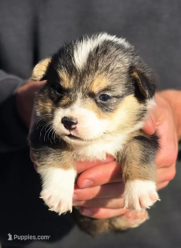 AKC female 3 – Pembroke Welsh Corgi puppy for sale in Joplin, MO