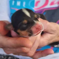 AKC female 3, a female Pembroke Welsh Corgi for sale in Joplin, MO – Photo 1 of 2