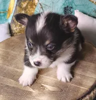 Male 2 AKC , a male Pembroke Welsh Corgi for sale in Tulsa, OK – Photo 4 of 7