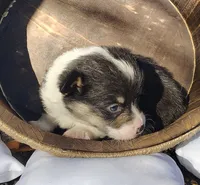 Male 2 AKC , a male Pembroke Welsh Corgi for sale in Tulsa, OK – Photo 1 of 7