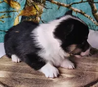 Male 2 AKC , a male Pembroke Welsh Corgi for sale in Tulsa, OK – Photo 6 of 7