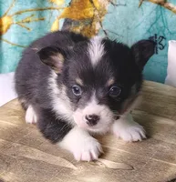 Male 2 AKC , a male Pembroke Welsh Corgi for sale in Tulsa, OK – Photo 5 of 7