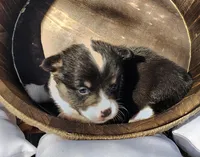 Male 2 AKC , a male Pembroke Welsh Corgi for sale in Tulsa, OK – Photo 2 of 7