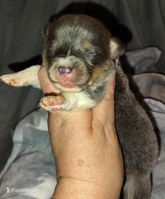 CKC Bluie Male, a male Cardigan Welsh Corgi and Pembroke Welsh Corgi for sale in Joplin, MO – Photo 1 of 4