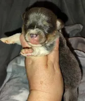 CKC Bluie Male, a male Cardigan Welsh Corgi and Pembroke Welsh Corgi for sale in Joplin, MO – Photo 1 of 4