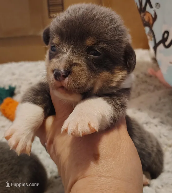 CKC Bluie Male – Cardigan Welsh Corgi, Pembroke Welsh Corgi puppy for sale in Joplin, MO