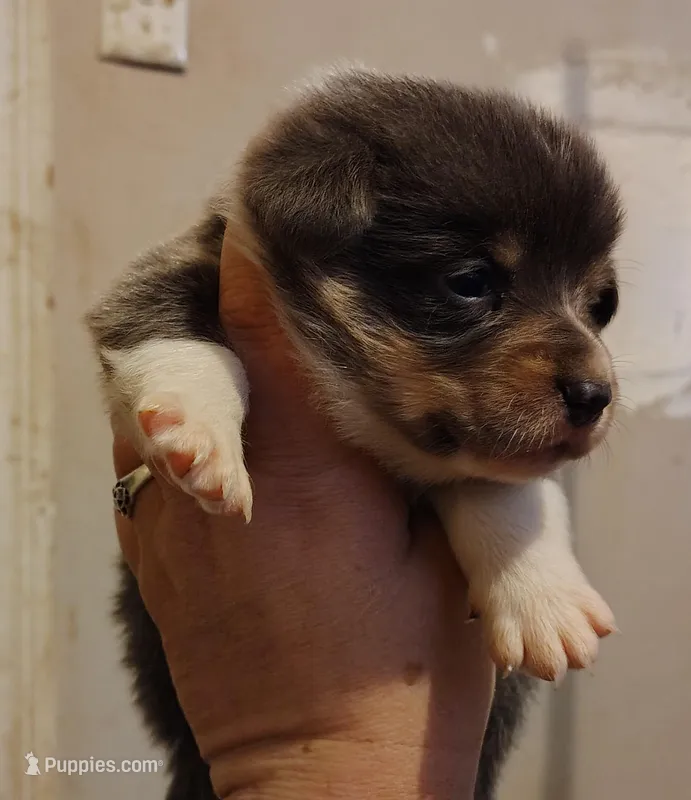 CKC Bluie Male – Cardigan Welsh Corgi, Pembroke Welsh Corgi puppy for sale in Joplin, MO