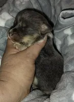 CKC Bluie Male, a male Cardigan Welsh Corgi and Pembroke Welsh Corgi for sale in Joplin, MO – Photo 2 of 4