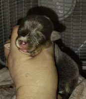 CKC Bluie Male, a male Cardigan Welsh Corgi and Pembroke Welsh Corgi for sale in Joplin, MO – Photo 3 of 4