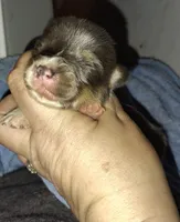 CKC Bluie Male, a male Cardigan Welsh Corgi and Pembroke Welsh Corgi for sale in Joplin, MO – Photo 4 of 4