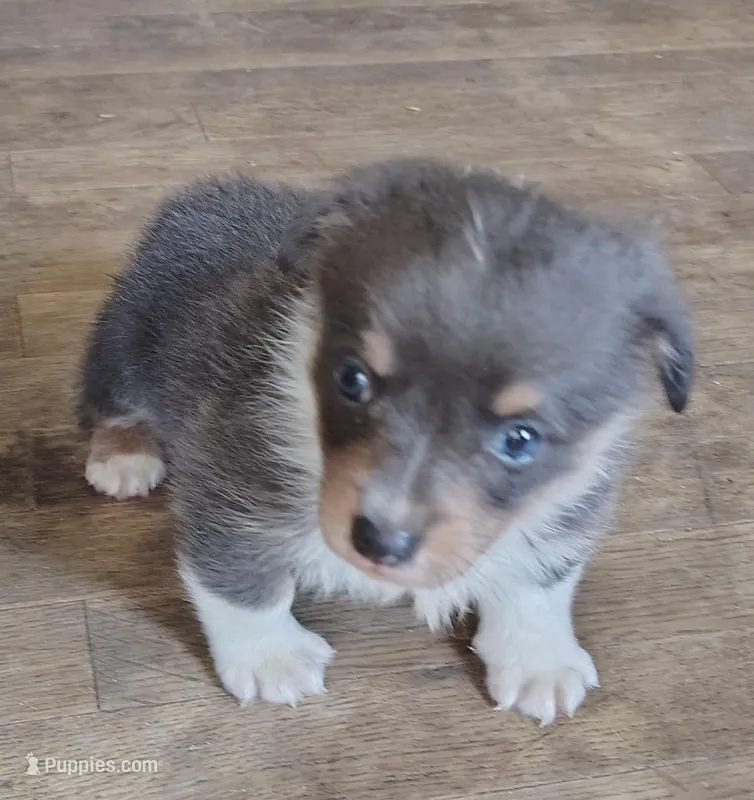 CKC Bluie Male – Cardigan Welsh Corgi, Pembroke Welsh Corgi puppy for sale in Joplin, MO