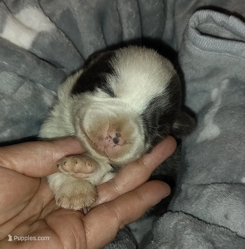 CKC Bluie Mismark  – Cardigan Welsh Corgi, Pembroke Welsh Corgi puppy for sale in Joplin, MO