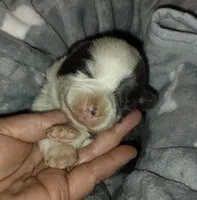 CKC Bluie Mismark , a male Cardigan Welsh Corgi and Pembroke Welsh Corgi for sale in Joplin, MO – Photo 1 of 5