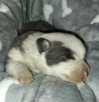 CKC Bluie Mismark , a male Cardigan Welsh Corgi and Pembroke Welsh Corgi for sale in Joplin, MO – Photo 5 of 5