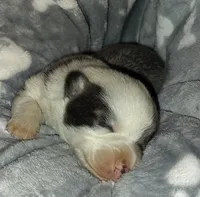 CKC Bluie Mismark , a male Cardigan Welsh Corgi and Pembroke Welsh Corgi for sale in Joplin, MO – Photo 3 of 5