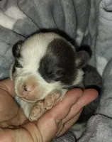 CKC Bluie Mismark , a male Cardigan Welsh Corgi and Pembroke Welsh Corgi for sale in Joplin, MO – Photo 4 of 5