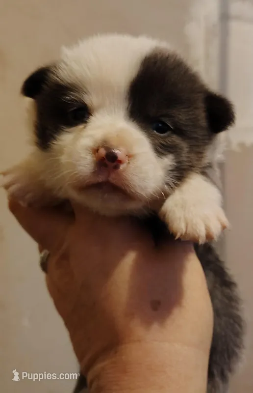 CKC Bluie Mismark  – Cardigan Welsh Corgi, Pembroke Welsh Corgi puppy for sale in Joplin, MO