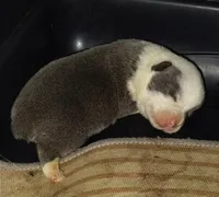 CKC Bluie Mismark , a male Cardigan Welsh Corgi and Pembroke Welsh Corgi for sale in Joplin, MO – Photo 2 of 5