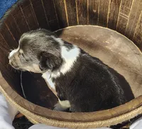 Male #1 AKC , a male Pembroke Welsh Corgi for sale in Tulsa, OK – Photo 4 of 9