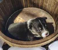 Male #1 AKC , a male Pembroke Welsh Corgi for sale in Tulsa, OK – Photo 5 of 9