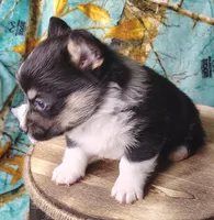 Male #1 AKC , a male Pembroke Welsh Corgi for sale in Tulsa, OK – Photo 8 of 9