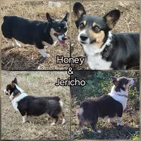 Male #1 AKC , a male Pembroke Welsh Corgi for sale in Tulsa, OK – Photo 9 of 9