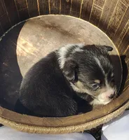 Male #1 AKC , a male Pembroke Welsh Corgi for sale in Tulsa, OK – Photo 3 of 9