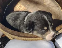 Male #1 AKC , a male Pembroke Welsh Corgi for sale in Tulsa, OK – Photo 2 of 9