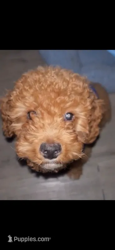 Pluto  – Poodle - Toy  puppy for sale in Bronx, NY