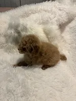 Millie, a female Poodle - Toy  for sale in Elkin, NC – 1 of 10