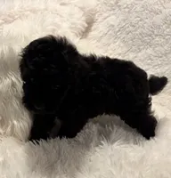 Mollie, a female Poodle - Toy  for sale in Elkin, NC – 2 of 8