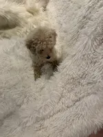 Mia - AKC Toy Poodle , a female Poodle - Toy  for sale in Elkin, NC – 9 of 10