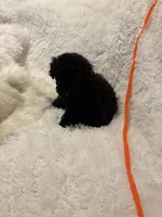 Judas, a male Poodle - Toy  for sale in Elkin, NC – 7 of 10