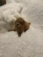 Millie, a female Poodle - Toy  for sale in Elkin, NC – 5 of 10